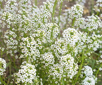 meadow white flowers thumbnail