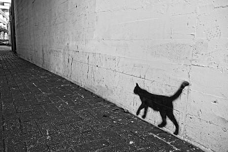 cat shadow thumbnail