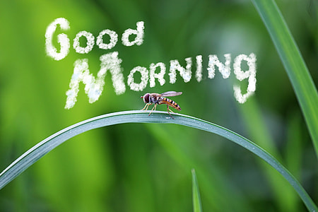 Good Morning insect on green leaf thumbnail