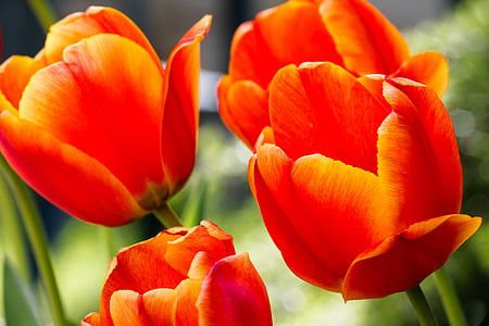 orange petaled flowers close-up photography thumbnail