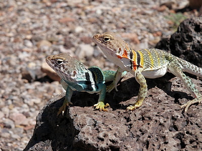 two geckos on a rock thumbnail