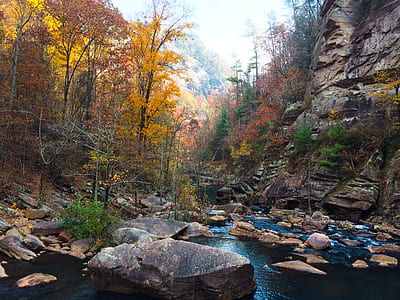 yellow leaf trees near body of water thumbnail