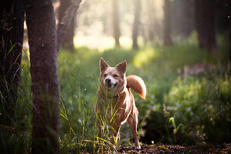 adult brown Finnish spitz in forest thumbnail