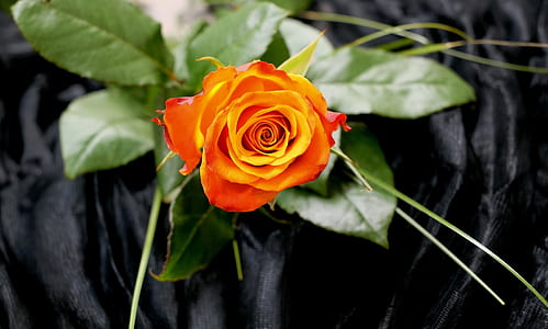 orange rose flower thumbnail