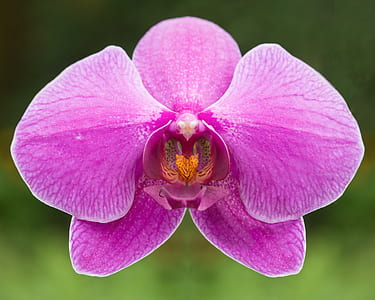 close-up photography of pink moth orchid in bloom thumbnail