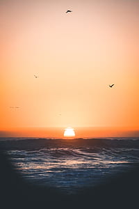 birds and body of water during golden hour thumbnail