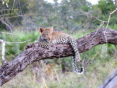 brown and black leopard laying down on tree branch thumbnail