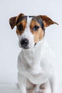 selective focus photography of Jack Russell terrier thumbnail