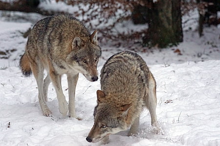 two brown wolves on snow closeup photography at daytime thumbnail