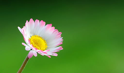 shallow focus photography of flower thumbnail