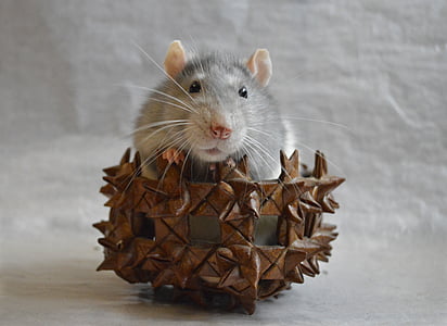 gray mouse on brown rack thumbnail