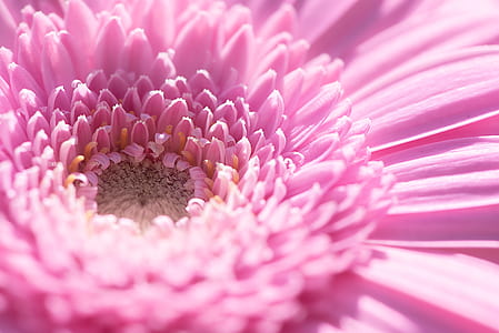 pink double wave flower thumbnail
