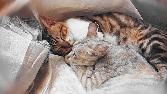 short-fur brown and white cat on gray sack thumbnail