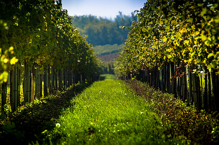 selective focus photography of green grass pathway thumbnail