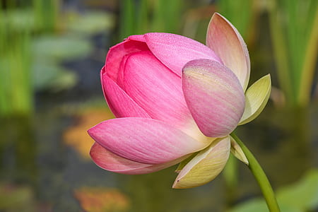 shallow focus lotus flower thumbnail