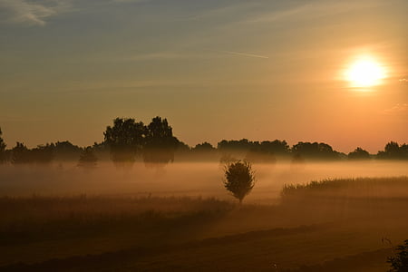 silhouette of trees thumbnail