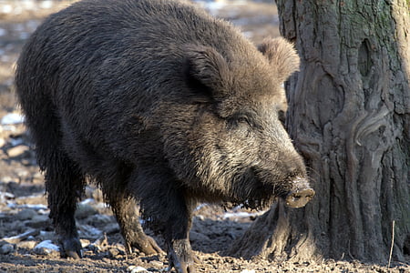 wildboar beside gray tree thumbnail