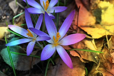 selective focus of purple petaled flowers thumbnail