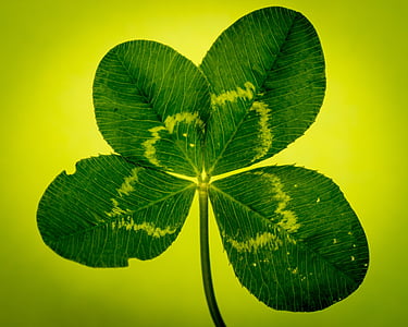 green leaf on yellow background thumbnail