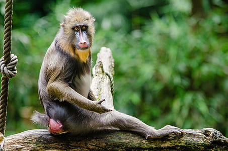 brown baboon monkey sitting on tree branch during daytime thumbnail