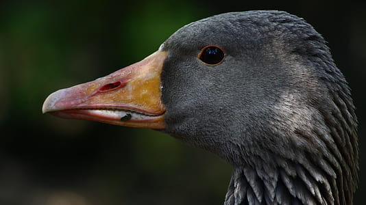 selective focus photography of duck's head thumbnail