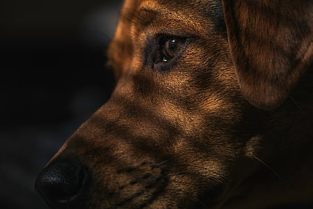 adult yellow Labrador retriever close-up photo thumbnail