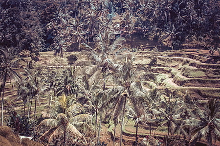 palm trees thumbnail