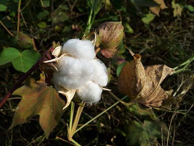 white cotton bloom during daytime thumbnail