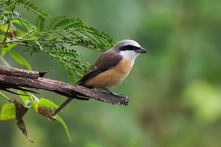 photo of brown, black, and white bird perching on branch thumbnail