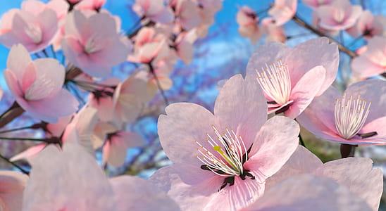 macro shot of blossom flowers during daytime thumbnail