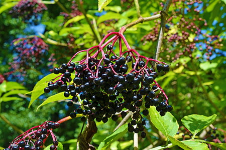 close up photography of black fruits on tree at daytime thumbnail