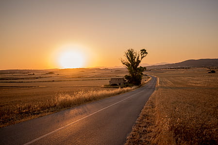brown tree beside white building surrounded with brown grass field during golden hour thumbnail