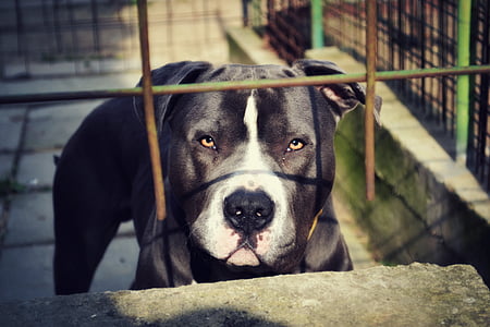 white and black American Pit Bull thumbnail