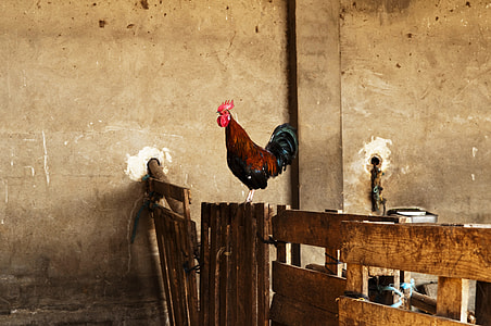 rooster on brown wooden door thumbnail