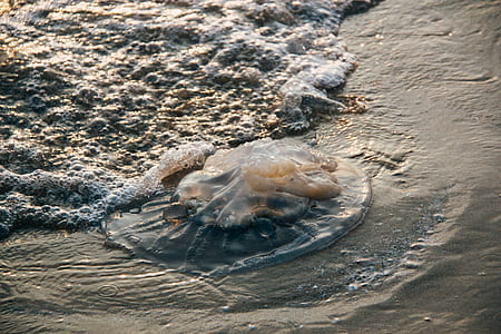 sea, nature, beach, sand thumbnail