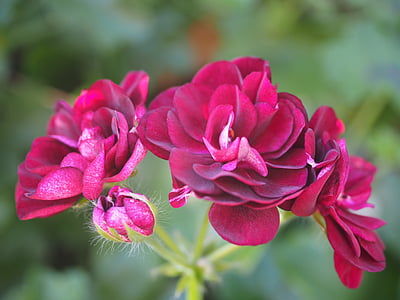 red ivy geranium flowers closeup photography thumbnail