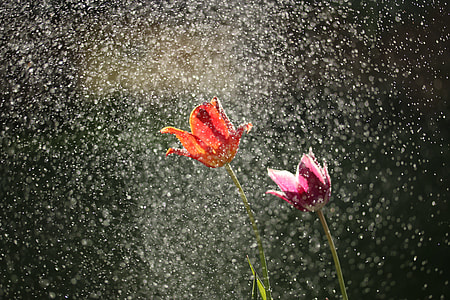 shallow focus photography of two flowers and raindrops thumbnail