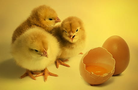 three yellow chicks beside cracked egg thumbnail