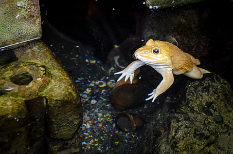 Frog in Thailand thumbnail