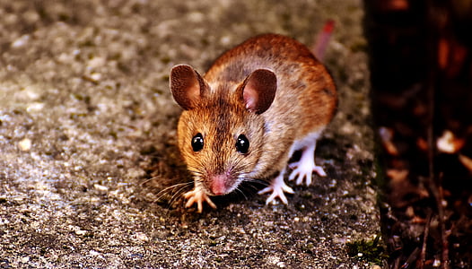 brown rat thumbnail