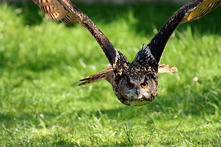 brown owl flying during daytime thumbnail