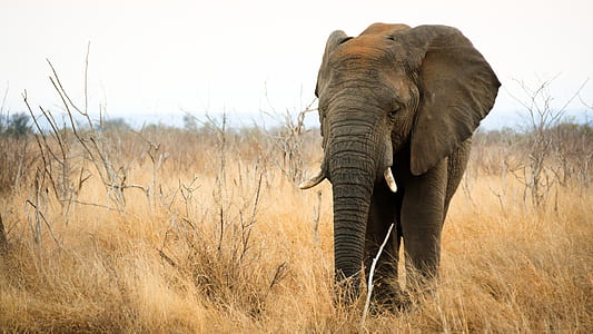 black elephant thumbnail