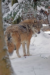 brown wolf on snow ground thumbnail