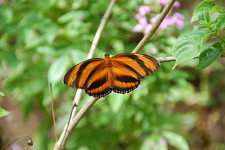 tiger longwing butterfly perching on tree branch thumbnail