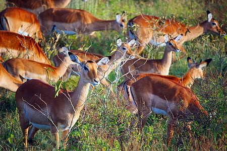 herd of deers thumbnail