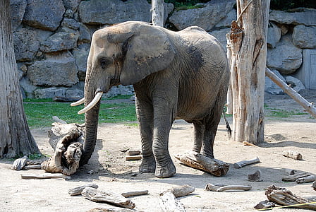 gray elephant during daytime thumbnail