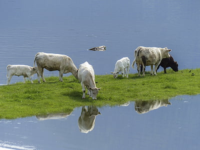 white cow on green grass near waters thumbnail