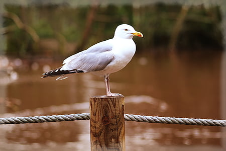 white seagull perch on brown wooden post thumbnail
