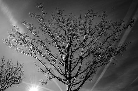 Grayscale Photography of Bare Tree thumbnail