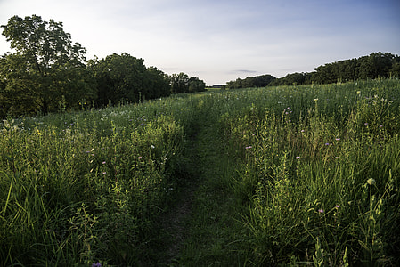 Hiking Trail through the grassland at Cross Plains State Park thumbnail